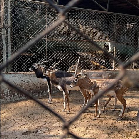 Indore Zoo Set To Launch High-Tech 14D Theatre Likely In May; Residents ...