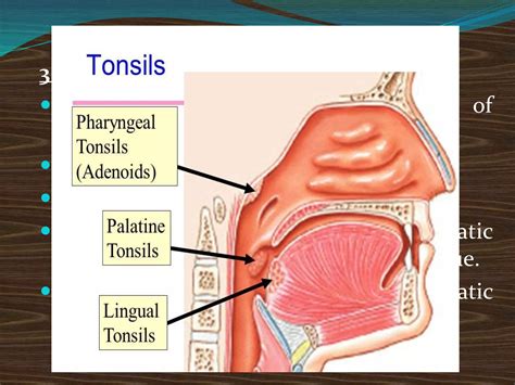 50 51 lymphoid tissue of orofacial region.pptx