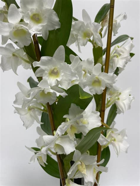 White Dendrobium Orchid Plant