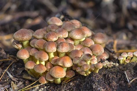 大型真菌 - 搜狗百科
