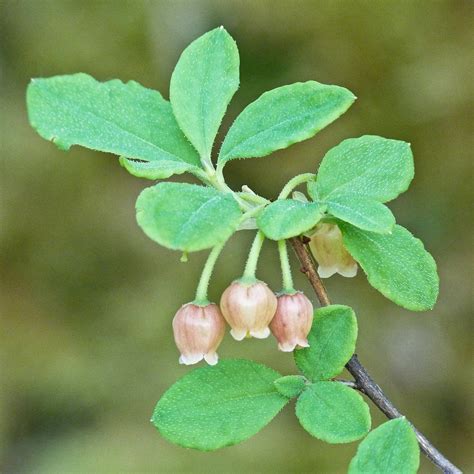 False Huckleberry / Menziesia ferruginea | Not sure if I'd e… | Flickr