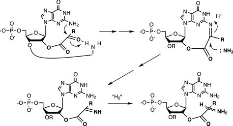 Codon 的图像结果