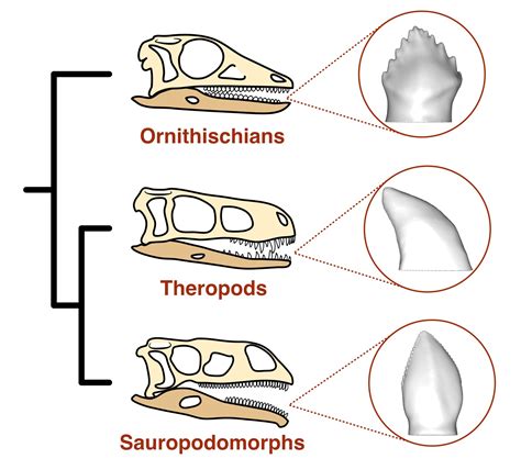 Omnivore Dinosaur Teeth