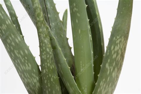 https://media.sciencephoto.com/image/c0055655/800wm/C0055655-Close_up_of_Aloe_Vera_Plant.jpg