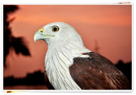 ब्राह्मणी घार (Black Kite) – लेन्सच्या पलीकडचे जग