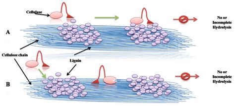 Improve Enzymatic Hydrolysis of Lignocellulosic Biomass by Modifying ...