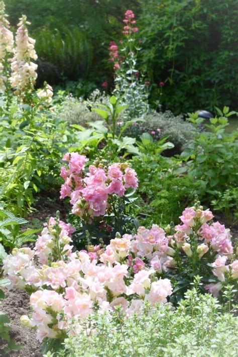 My Cottage Garden 的图像结果