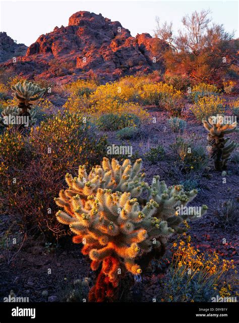 Sunset llight illuminating teddy bear chollas Opuntia bigelovii ...