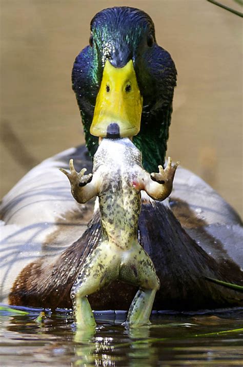 Image result for Toad Eating Duck