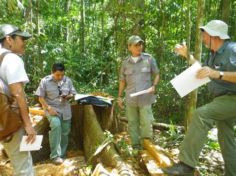 Forestry 的图像结果