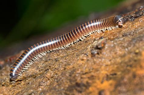 Millipede Bite