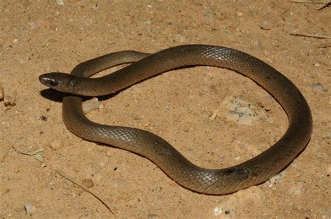 Rough Earthsnake – Reptiles and Amphibians of Mississippi