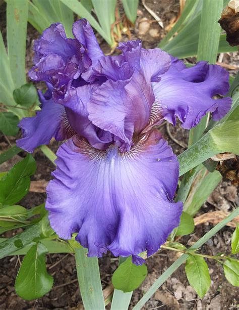 Iris Plants Rhizome at Kelley Bishop blog