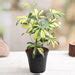 Buy Schefflera Variegated - Plant online from Nurserylive at lowest price.