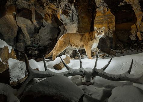 Yellowstone National Park: Threatened Species Are Thriving in Yellowstone. Now What? | National ...