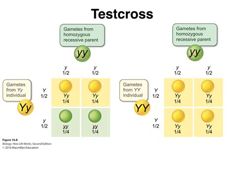 houghton biology site