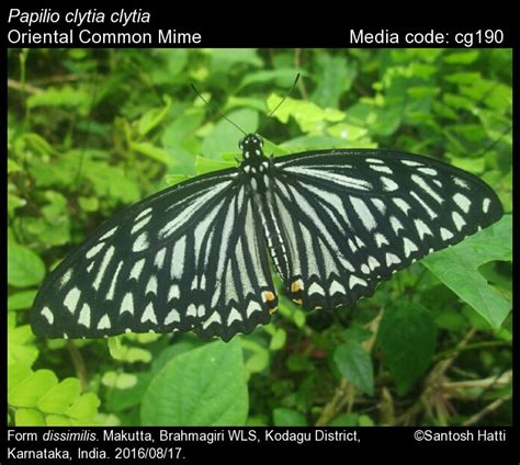 Papilio clytia | Butterfly