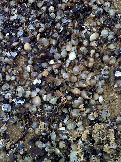 Beach Sea Shells 的图像结果