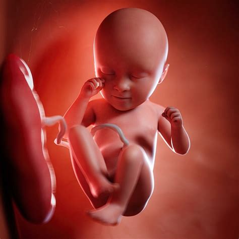 35周胎儿标准参数 - 知乎
