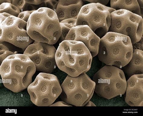 Electron microscope pollen hi-res stock photography and images - Alamy