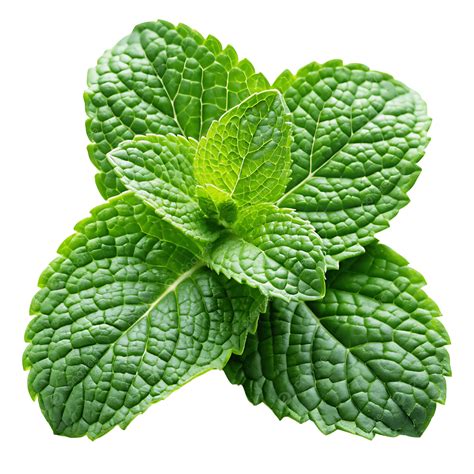 Mint Vegetable, Mint, Mint Leaf, Mint Food PNG Transparent Image and ...