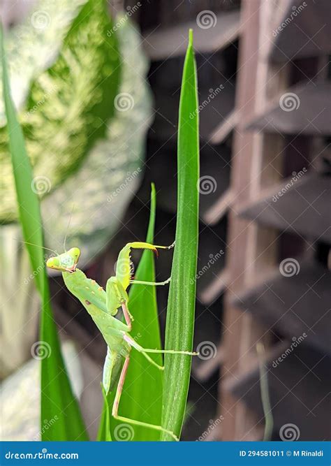 Close Up Green Praying Mantis Looking the Camera on the Green Leaf ...