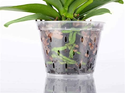 10 Best Orchid Pots & Containers - Paisley Plants
