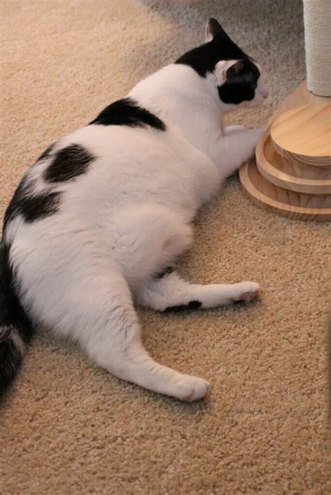 Image result for Cat Intelligence Test