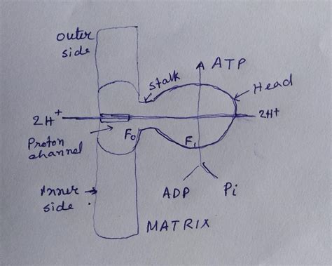 draw a labeled diagrammatic presentation of ATP synthesis in ...