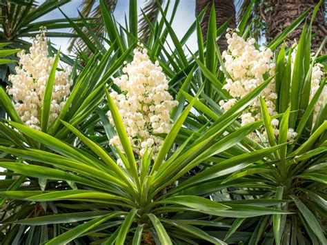 What Does A Yucca Plant Look Like? 14 Best Options for Your Yard - EatHappyProject