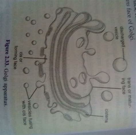 Golgi Apparatus Drawing at GetDrawings | Free download