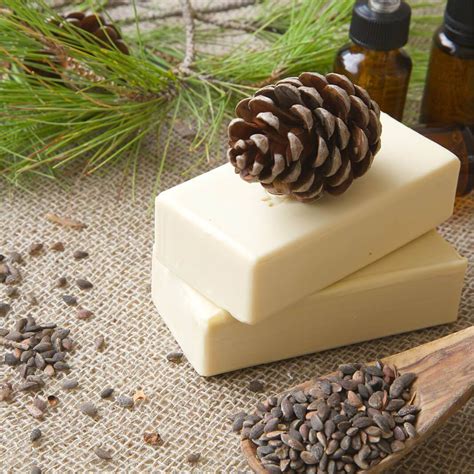 Plants of Aleppo Pine - PINUS HALEPENSIS - The Original Garden