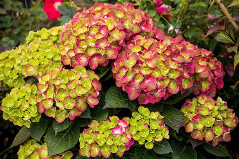 Hydrangea Pictures | Pistachio hydrangea, Cityline paris hydrangea ...