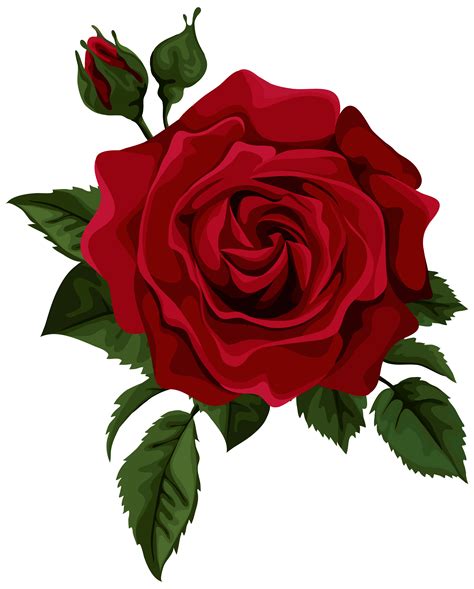 rose drawing transparent