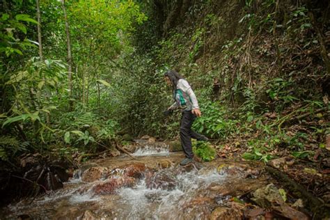 Así se monitorea la biodiversidad en el Corredor Andino Amazónico en el ...