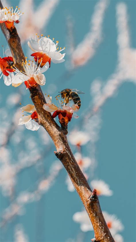 Download wallpaper 938x1668 bee, branch, flowering, pollen iphone 8/7 ...