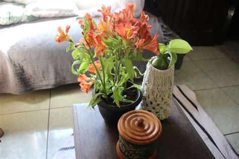 Beginners’ Guide on Growing Peruvian Lily l How to Grow Peruvian Lily ...