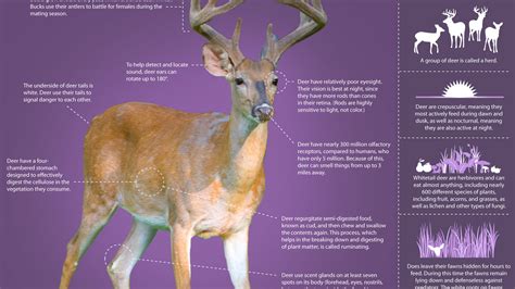 Facts About White Tailed Deer Habitat