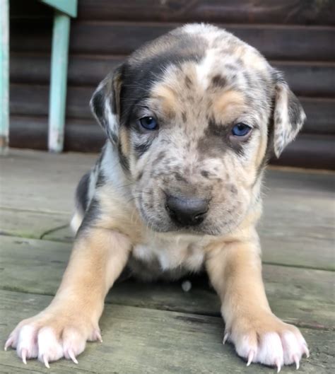 Catahoula Leopard Puppies For Sale | Chillicothe, OH #247666