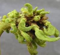 Arecanut Insect Pests | Vikaspedia - English - Agriculture