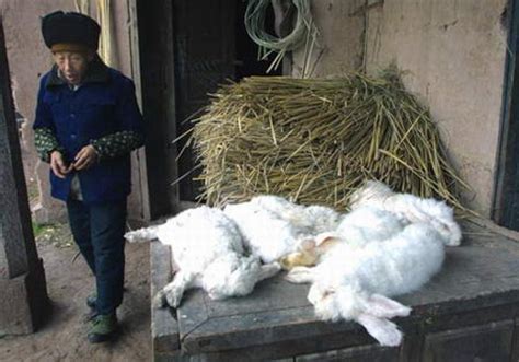 图文：村民李后炳忙着清理被熏死的兔子_新闻中心_新浪网