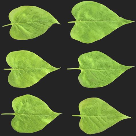 Image result for Leaf Visual Library