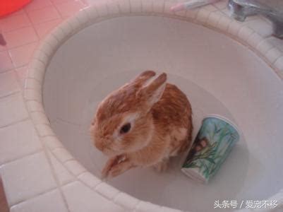 喂！還不給你家兔子洗澡嗎？洗洗更健康喲！ - 每日頭條