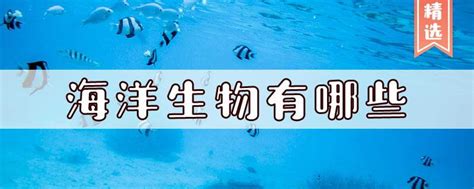 海洋生物资料_海洋生物图片大全_各种海洋生物_排行榜网