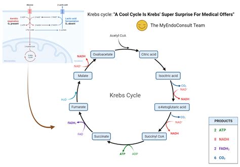 Krebs Cycle Mnemonic – My Endo Consult