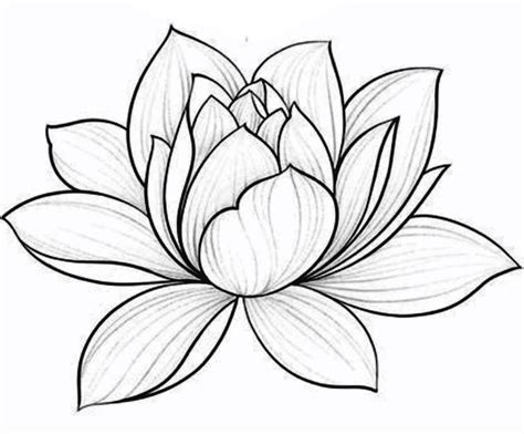 Lotus Flower Drawing | Flower Art Design