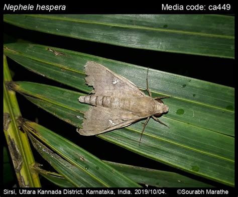 Nephele hespera | Moths