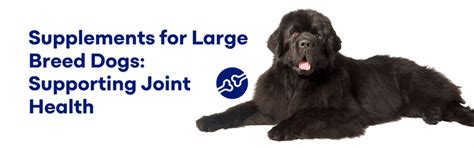 Supplements for Large Breed Dogs: Supporting Joint Health – K9 Vitality