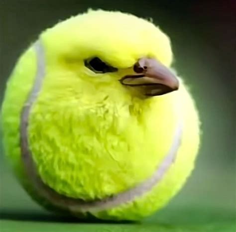tennis bird | Pinterest humor, Memes, Japanese artists