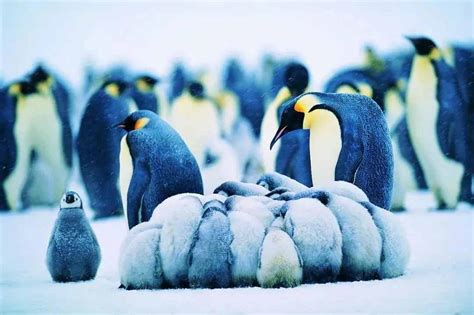 体型最大的企鹅是哪种 全世界上的企鹅共有几种_华夏智能网